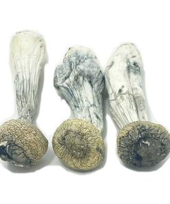 Albino Penis Envy Magic Mushroom