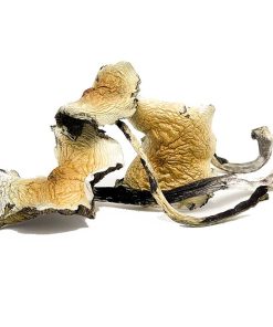 Daddy Long Legs Magic Mushroom