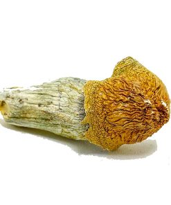 Penis Envy Magic Mushrooms