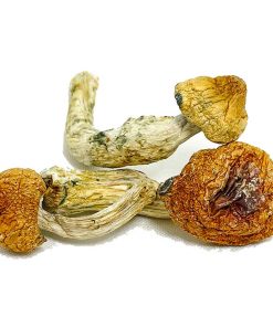 Penis Envy Supreme Magic Mushroom