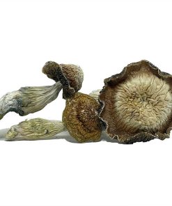 Tidal Wave Magic Mushroom