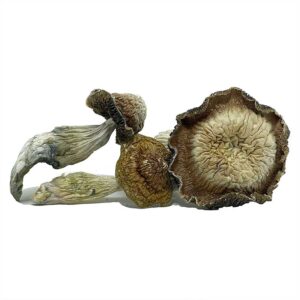 Tidal Wave Magic Mushroom